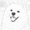 12-e1774448562300.png Samoieda para Colorir