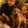 História do Shar-Pei_Livro Ilustrado