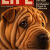 História do Shar-Pei_Livro Ilustrado