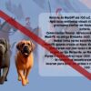 História do Mastiff - Livro Ilustrado