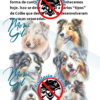 História do Collie Ilustrada