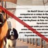 História do Mastiff - Livro Ilustrado