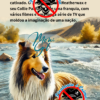 História do Collie Ilustrada