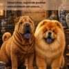 História do Shar-Pei_Livro Ilustrado