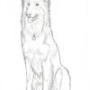 17a História do Collie Para Colorir
