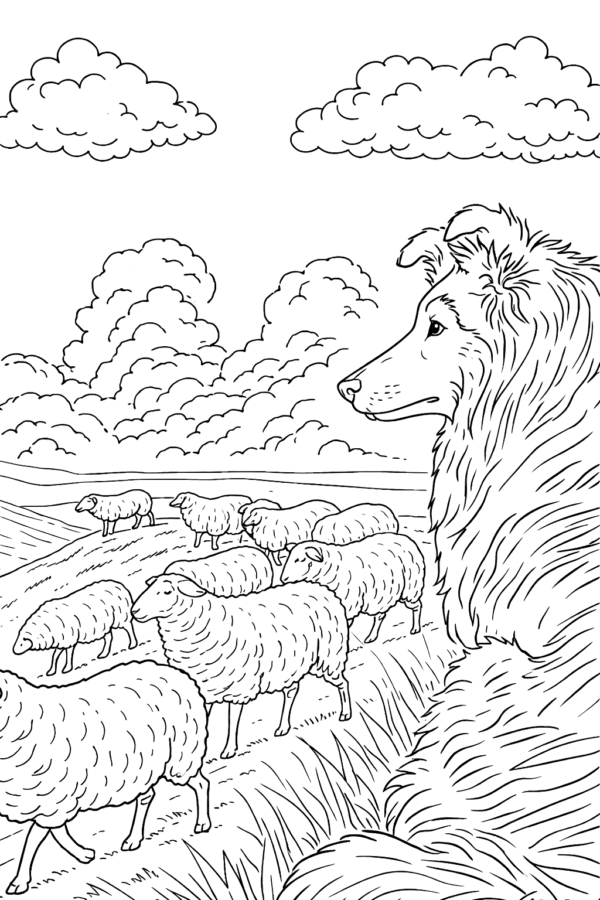 3 História do Collie Para Colorir